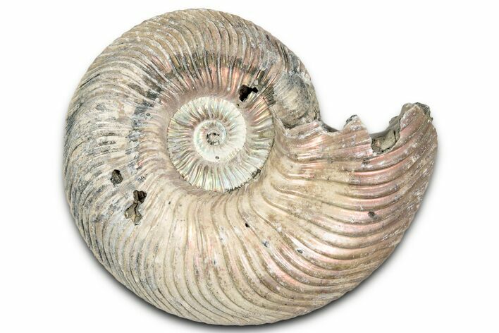 Iridescent, Pyritized Ammonite (Quenstedticeras) Fossil - Russia #337345